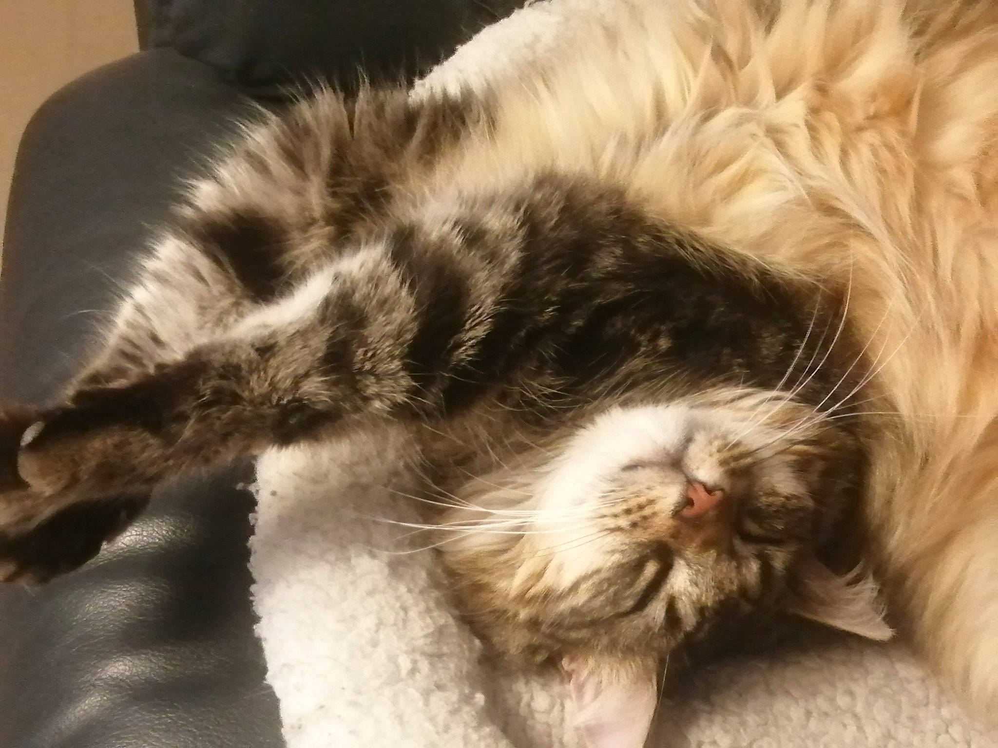 Cody a rejoint le concours — aidez-le/la à gagner de superbes lots ! carnivore, cat, cat_bed, claw, comfort, domestic_short_haired_cat, felidae, fur, nap, paw, sleep, small_to_medium_sized_cats, snout, tail, whiskers