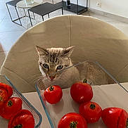 Luxio participe au concours pour gagner de l'argent avec cette photo : animal, cat, chair, curious, daylight, food, furniture, glass_dish, home, indoor, kitchen, minimalist, modern, pet, plant, red, table, tile_floor, tomato, window