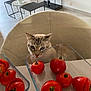 animal, cat, chair, curious, daylight, food, furniture, glass_dish, home, indoor, kitchen, minimalist, modern, pet, plant, red, table, tile_floor, tomato, window