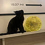 Tokyo participe au concours pour gagner de l'argent avec cette photo : animal, black_cat, cat, curious, dark_fur, decor, furniture, glowing_orb, indoor, lamp, lighting, modern, pet, prada_marfa_sign, shadow, shelf, sitting, white_shelf, wood, yellow_light
