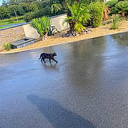 Tokyo participe au concours pour gagner de l'argent avec cette photo : animal, black_cat, cat, clear_sky, daytime, driveway, garden, greenery, house, nature, outdoor, palm_tree, pet, plants, residential, shadow, side_view, sunny, walking, wet_surface