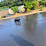 animal, black_cat, cat, clear_sky, daytime, driveway, garden, greenery, house, nature, outdoor, palm_tree, pet, plants, residential, shadow, side_view, sunny, walking, wet_surface
