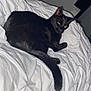 Tokyo a rejoint le concours — aidez-le/la à gagner de superbes lots ! animal, bed, black_cat, cat, comfort, cozy, cute, domestic_animal, ears, eyes, feline, fur, indoor, pet, relaxed, resting, sleepy, tail, whiskers, white_bedspread