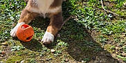 Austine participe au concours pour gagner de l'argent avec cette photo : dog, puppy, grass, orange_ball, toy, paw, outdoors, sunlight, brown_fur, white_markings, lying_down, cute, greenery, garden, pebbles, dirt, playful, portrait, nose, ears