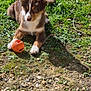 brown_fur, cute, dirt, dog, ears, garden, grass, greenery, lying_down, nose, orange_ball, outdoors, paw, pebbles, playful, portrait, puppy, sunlight, toy, white_markings