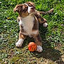 alert, brown_and_white, closeup, cute, daisy, dog, grass, ground, nature, orange_ball, outdoor, paw, playful, portrait, puppy, sitting, stones, sunlight, toy, yard