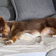 Austine participe au concours pour gagner de l'argent avec cette photo : dog, puppy, couch, blanket, paw, fur, relaxed, sleepy, indoor, pet, brown_fur, white_fur, cushion, sofa, home, nose, ears, eyes, lying_down, portrait