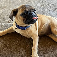 Munchies joined the competition — help win amazing prizes! dog, pug, tongue_out, blue_collar, pet, canine, lying_down, concrete_floor, cute, animal, portrait, domestic_animal, short_hair, small_dog, resting, outdoor, brown_fur, black_face, expression, playful