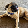 dog, pug, tongue_out, blue_collar, pet, canine, lying_down, concrete_floor, cute, animal, portrait, domestic_animal, short_hair, small_dog, resting, outdoor, brown_fur, black_face, expression, playful