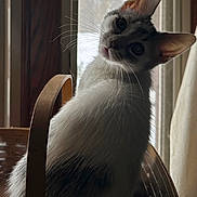 Metro joined the competition — help win amazing prizes! backlit, basket, cat, close_up, curious, curtain, domestic_cat, ears, fur, household, indoor, kitten, pet, portrait, sitting, soft_light, tilted_head, whiskers, window, wooden