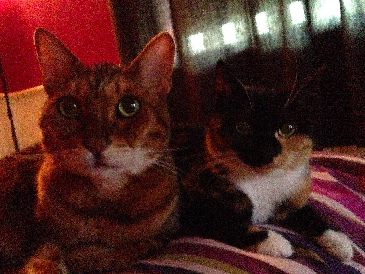 Arnold is registered to the contest to win money with this photo: