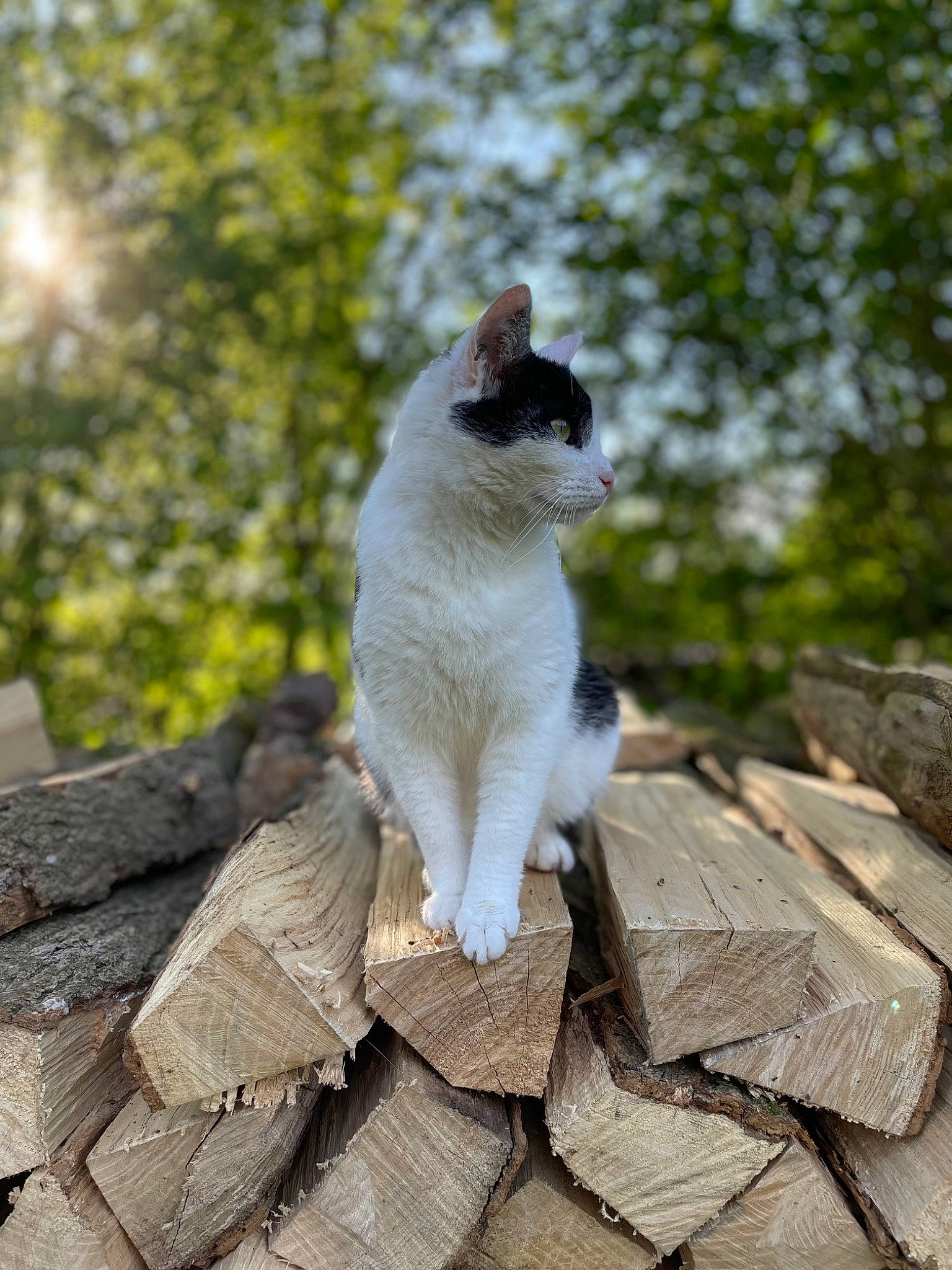 Luna a rejoint le concours — aidez-le/la à gagner de superbes lots ! carnivore, cat, domestic_short_haired_cat, fawn, felidae, fur, grass, grey, plant, rock, sitting, small_to_medium_sized_cats, snout, tail, tree, trunk, twig, whiskers, wildlife, wood