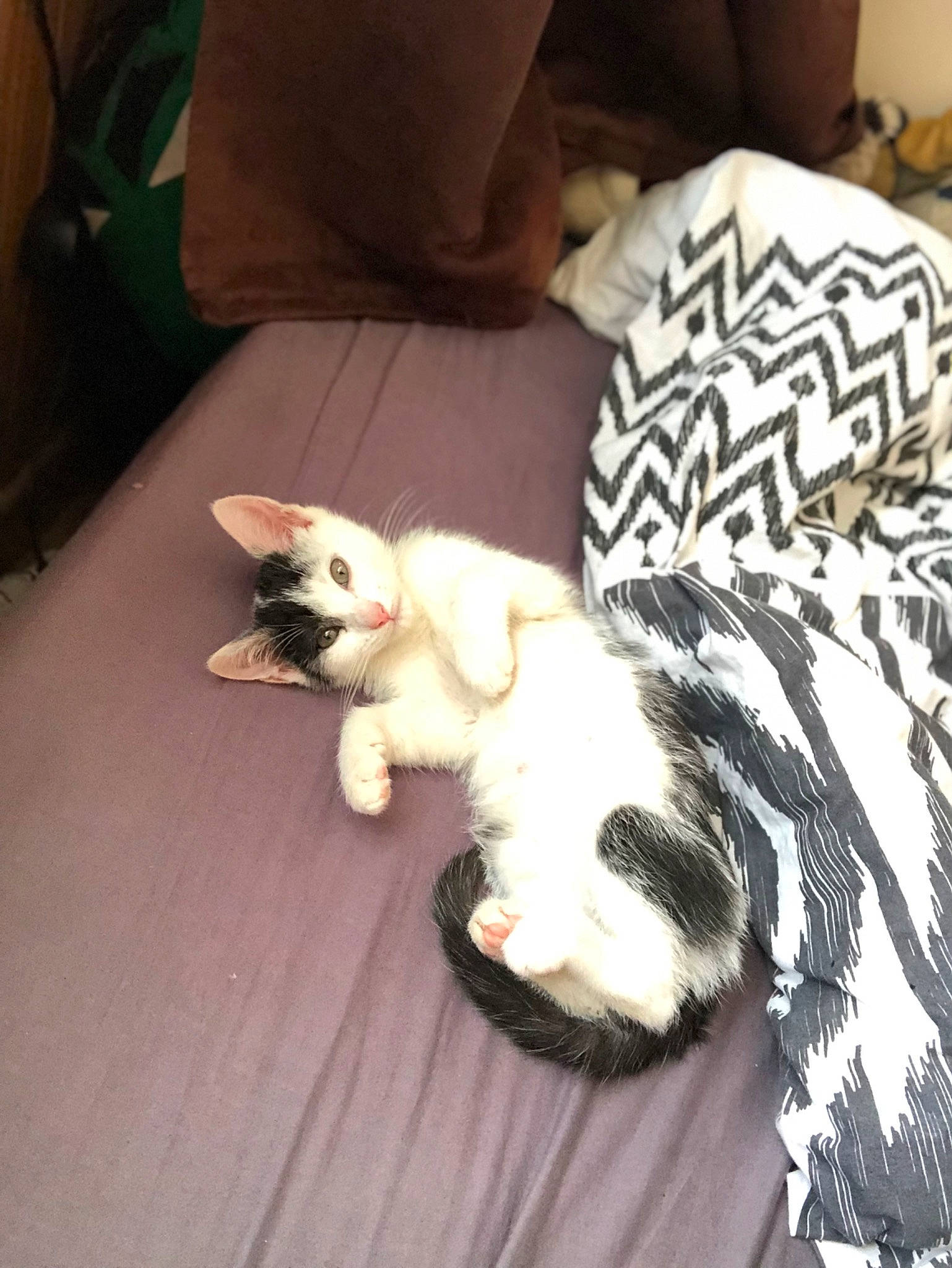 Luna a rejoint le concours — aidez-le/la à gagner de superbes lots ! canidae, carnivore, cat, claw, comfort, domestic_short_haired_cat, felidae, flooring, foot, fur, hardwood, linens, nap, paw, small_to_medium_sized_cats, tail, whiskers, wood