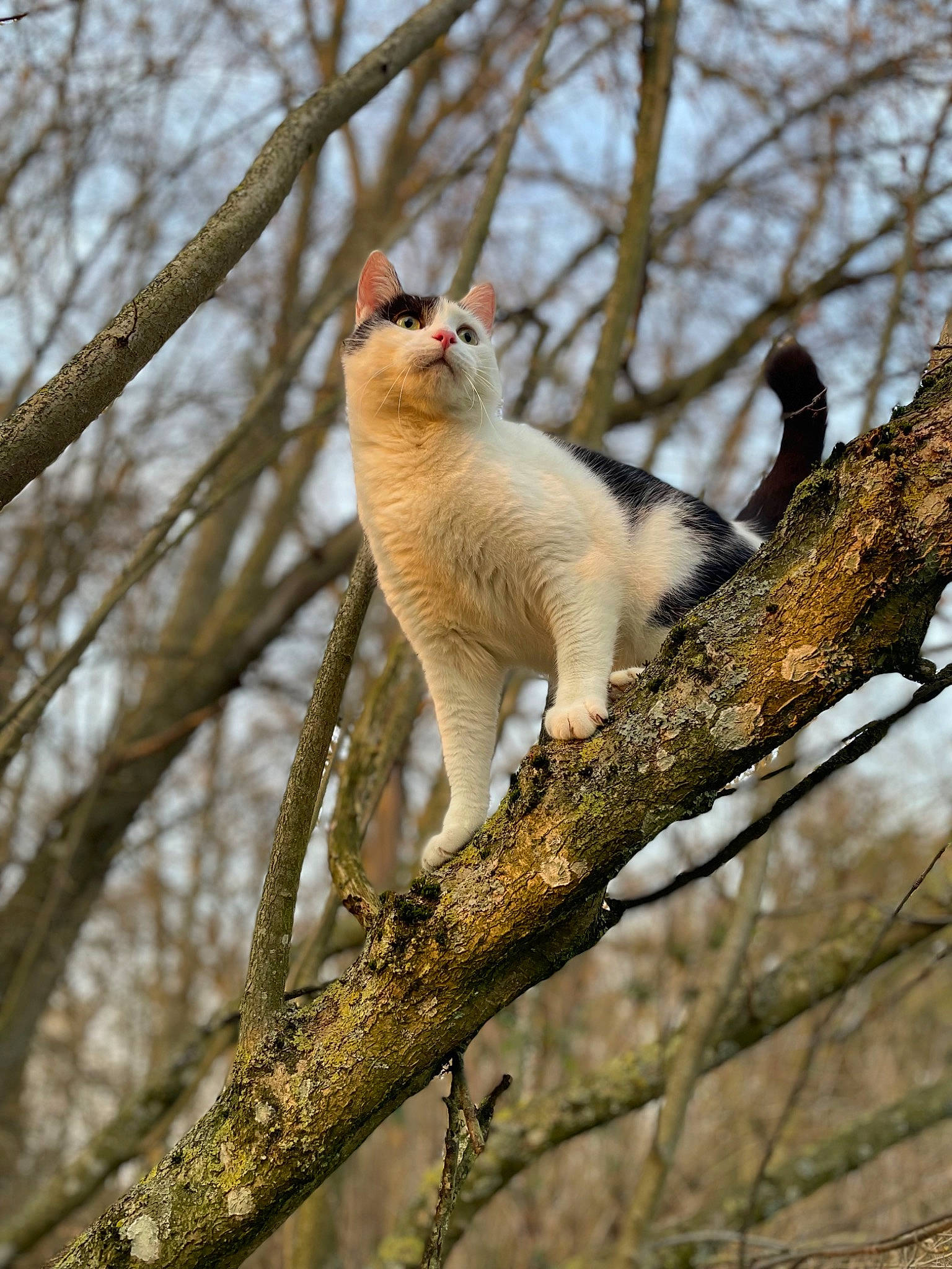 Luna participe au concours pour gagner de l'argent avec cette photo : beak, branch, carnivore, cat, fawn, felidae, fur, plant, plant_stem, small_to_medium_sized_cats, snout, tail, terrestrial_animal, tree, trunk, twig, whiskers, wildlife, wood, woody_plant
