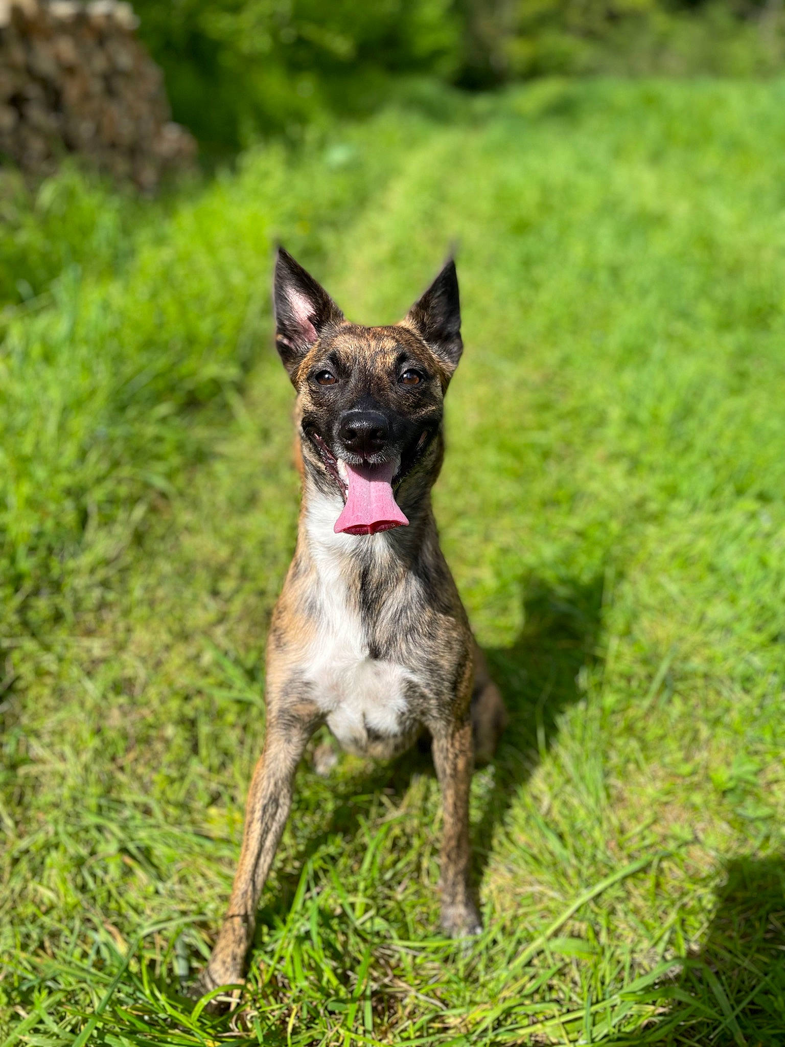 Tiplouf a rejoint le concours — aidez-le/la à gagner de superbes lots ! canidae, carnivore, collar, dog, dog_breed, fawn, grass, grassland, groundcover, hunting_dog, plant, snout, sporting_group, tail, terrestrial_animal, terrestrial_plant, working_animal, working_dog