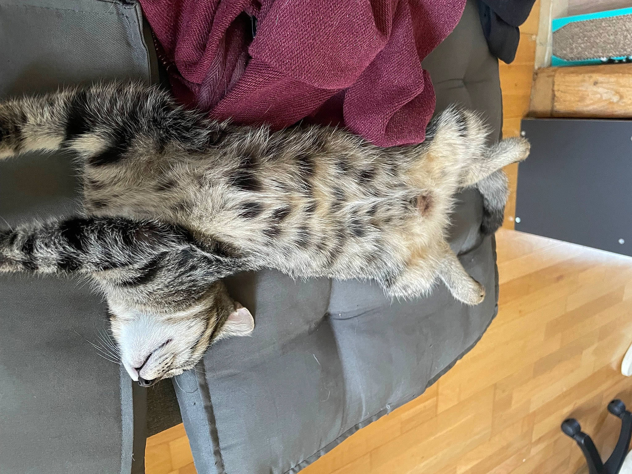 Sushi a rejoint le concours — aidez-le/la à gagner de superbes lots ! carnivore, claw, domestic_short_haired_cat, felidae, flooring, fur, fur_clothing, hardwood, military_camouflage, paw, small_to_medium_sized_cats, snout, sporting_group, tail, terrestrial_animal, varnish, whiskers, wood, wood_flooring, wood_stain