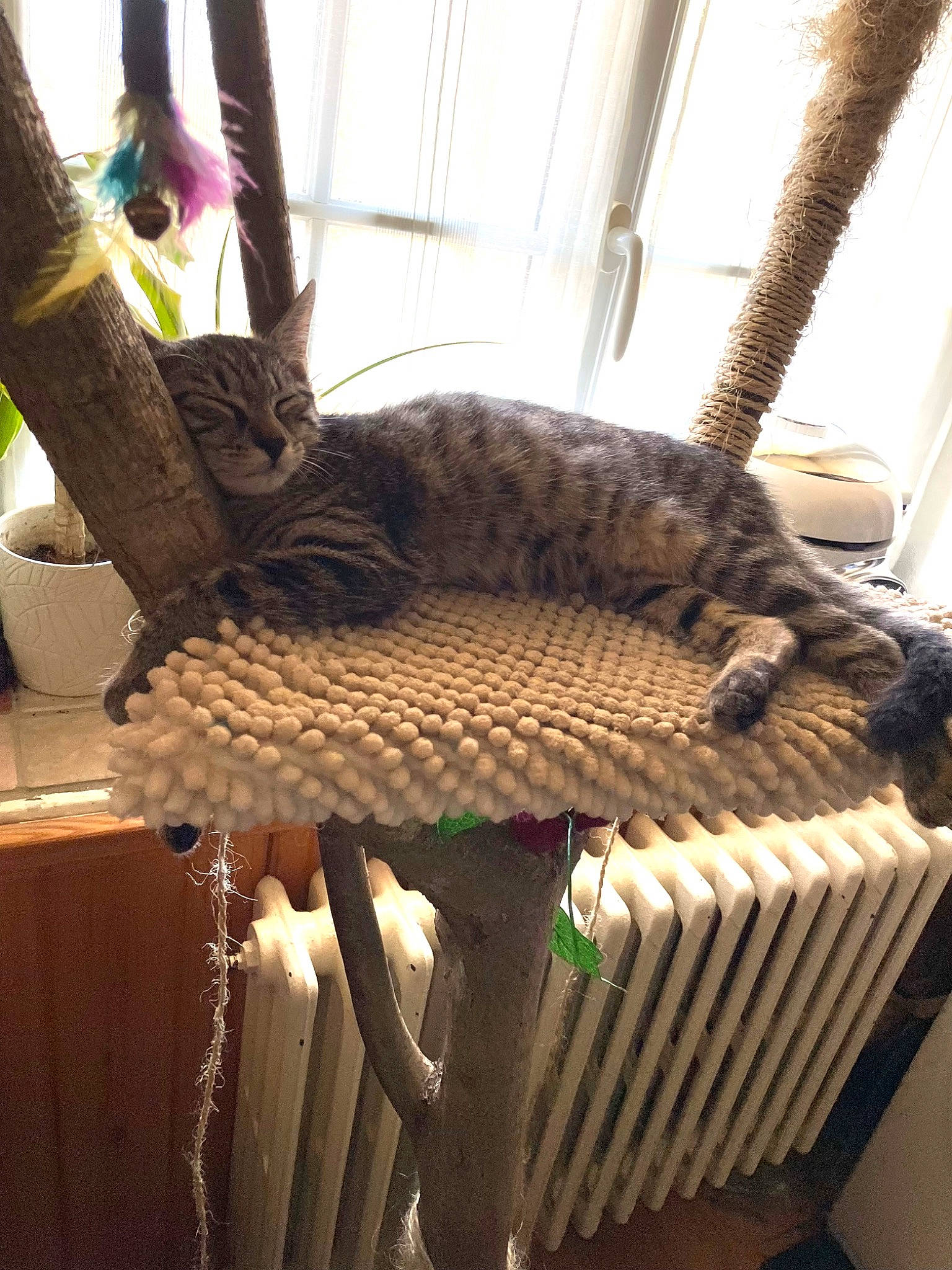 Sushi participe au concours pour gagner de l'argent avec cette photo : basket, carnivore, cat, cat_supply, chair, comfort, fashion_accessory, felidae, fur, interior_design, pattern, room, small_to_medium_sized_cats, tail, terrestrial_animal, whiskers, wicker, wood, wool, woolen