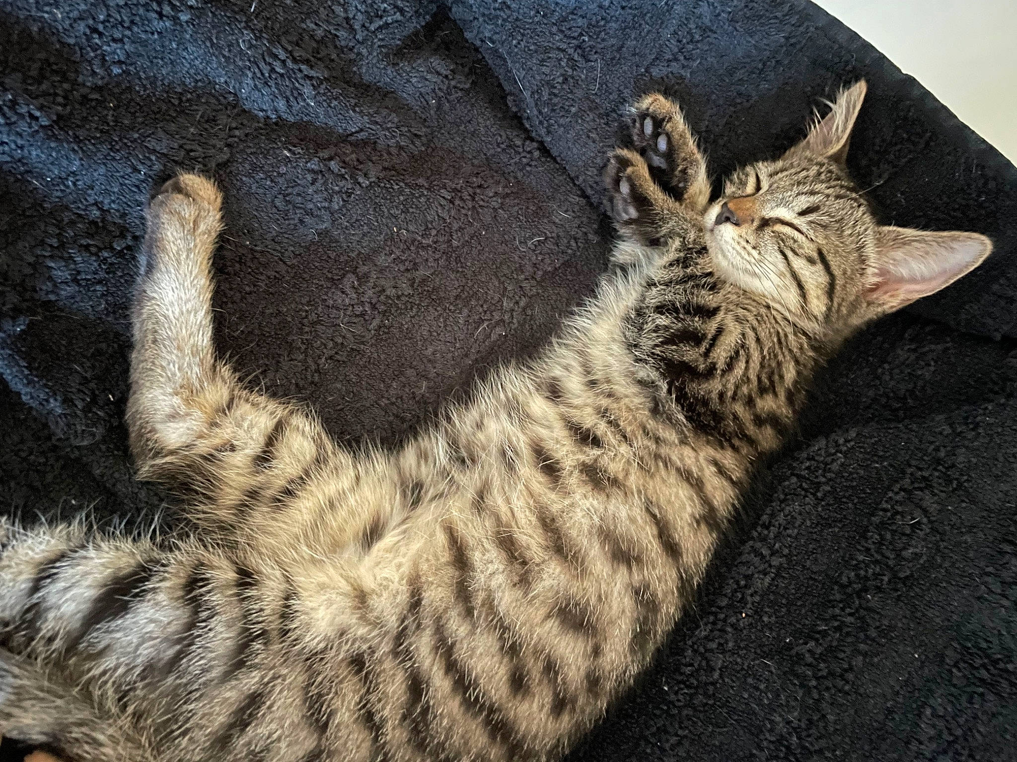 Sushi participe au concours pour gagner de l'argent avec cette photo : carnivore, cat, claw, comfort, domestic_short_haired_cat, fawn, felidae, fur, organism, pattern, paw, sand, sleep, small_to_medium_sized_cats, snout, tail, terrestrial_animal, whiskers, wildlife, wood