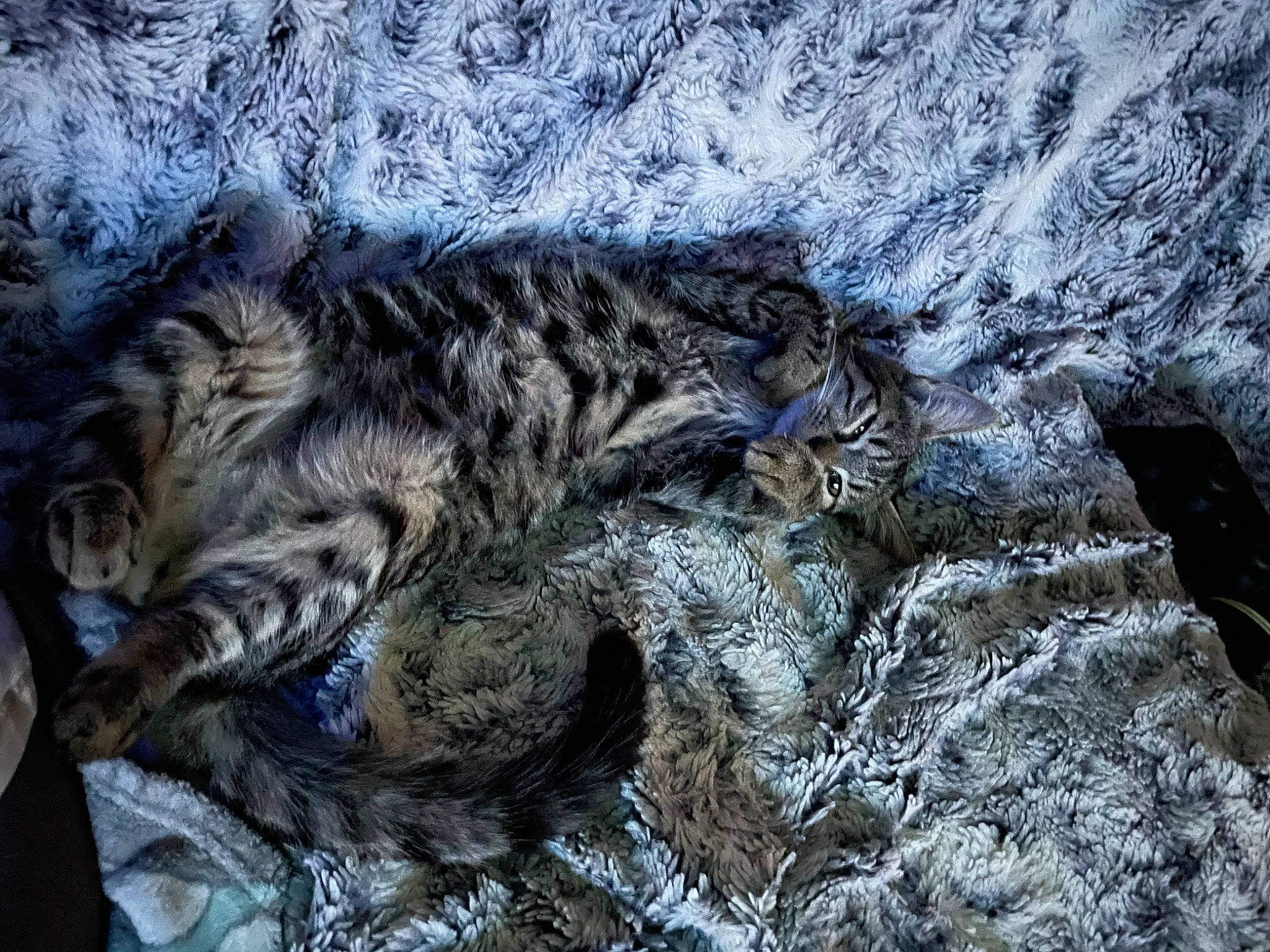 Sushi participe au concours pour gagner de l'argent avec cette photo : bedrock, big_cats, carnivore, cat, claw, domestic_short_haired_cat, felidae, fur, pattern, rock, small_to_medium_sized_cats, snout, snow_leopard, tail, terrestrial_animal, tree, trunk, whiskers, wildlife, wood