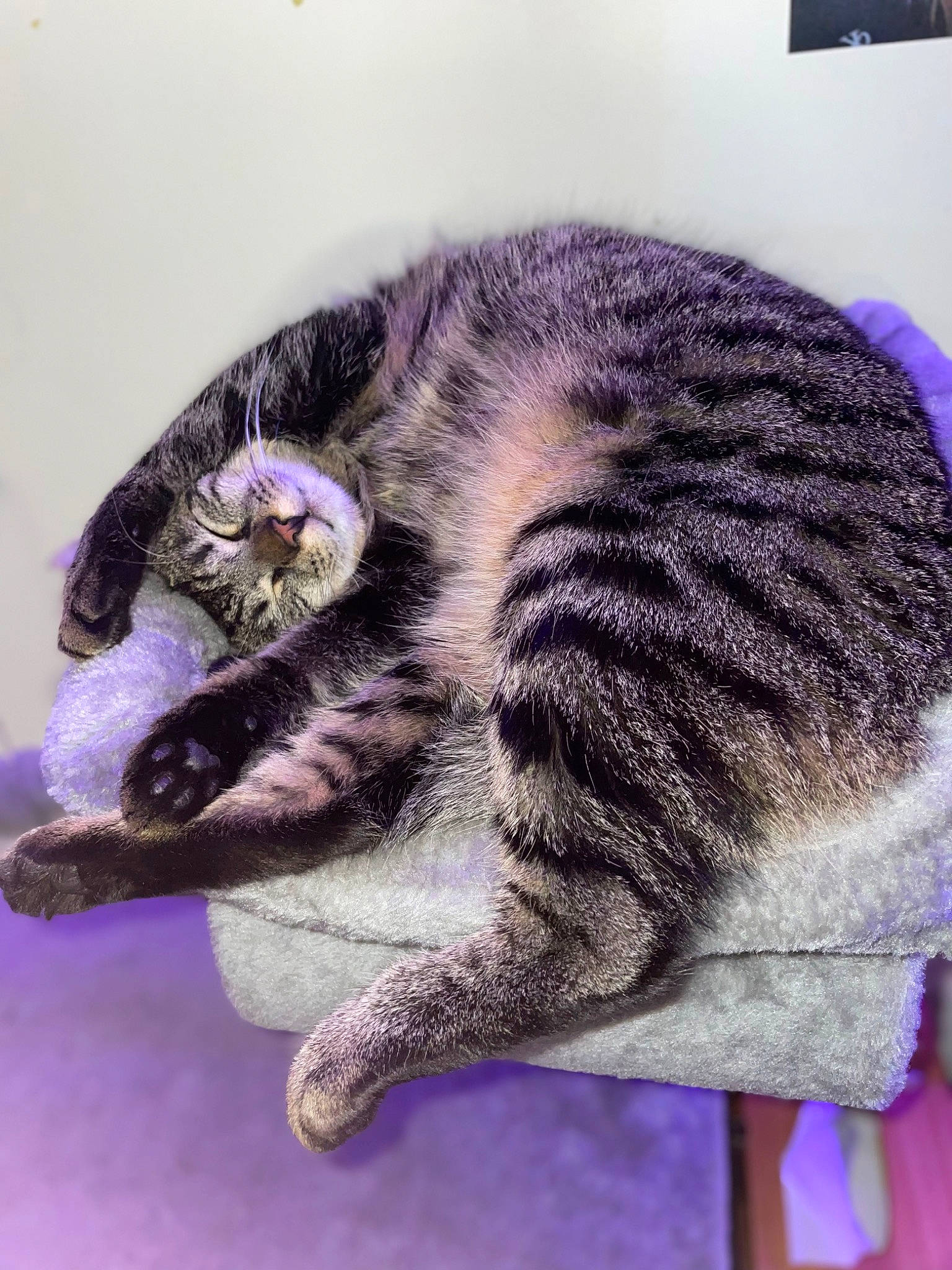 Sushi participe au concours pour gagner de l'argent avec cette photo : carnivore, cat, claw, comfort, domestic_short_haired_cat, electric_blue, felidae, foot, fur, nap, paw, purple, sleep, small_to_medium_sized_cats, snout, tail, terrestrial_animal, whiskers, wildlife, wool