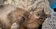 Tofu joined the competition — help win amazing prizes! cat, feline, bed, blanket, floral_pattern, paw, fur, domestic_animal, striped, relaxed, cute, indoors, pet, animal, whiskers, pink_nose, sleepy, cozy, comfort, resting