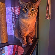 Tofu joined the competition — help win amazing prizes! cat, tabby, indoor, shelf, curtain, cozy, pet, feline, animal, whiskers, ears, fur, window, light, reflection, home, decor, curious, posing, quiet