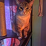 cat, tabby, indoor, shelf, curtain, cozy, pet, feline, animal, whiskers, ears, fur, window, light, reflection, home, decor, curious, posing, quiet