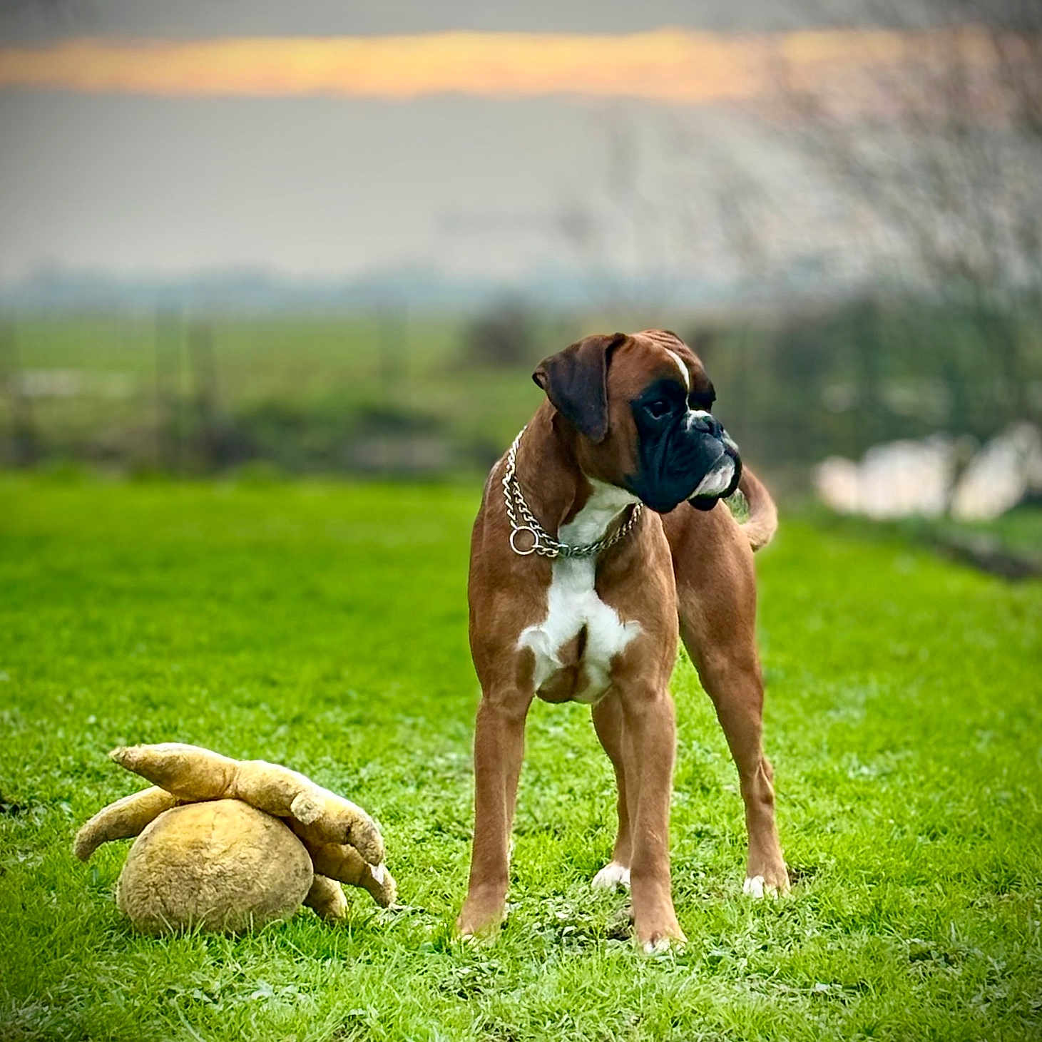 Toupy a rejoint le concours — aidez-le/la à gagner de superbes lots ! animal, ball, bear, boxer, bulldog, canine, dog, field, football, grass, grassland, hound, lawn, pet, plant, pointer, puppy, soccer, soccerball, sport