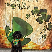 Rocky joined the competition — help win amazing prizes! backdrop, bandana, black_fur, celebration, costume, cute, decor, dog, floor, fur, gold_coins, holiday, indoors, pet, portrait, shamrock, sitting, smiling, st_patricks, studio_prop