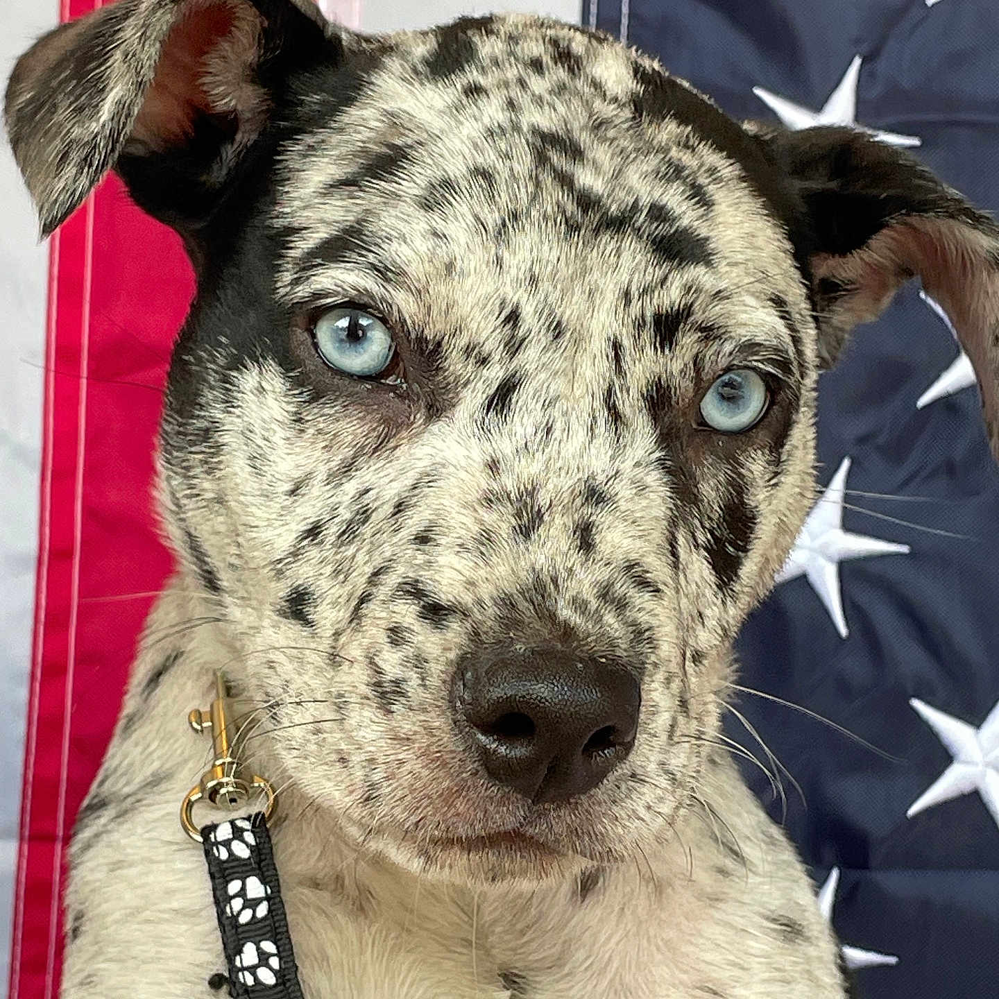Zeus Boutin is registered to the contest to win money with this photo: adorable, american_flag, animal, blue_eyes, close_up, collar, curious_expression, dog, domestic_animal, ears, flag_background, fur_pattern, leash, outdoor, pet, portrait, puppy, snout, speckled_fur, young_dog