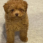 Daisy is registered to the contest to win money with this photo: dog, puppy, toy_poodle, brown_fur, curly_fur, carpet, indoor, pet, paws, eyes, nose, standing, cute, furry, small, portrait, looking_at_camera, home, rug, companion