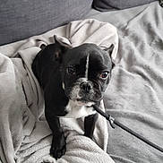 Perle participe au concours pour gagner de l'argent avec cette photo : black_fur, blanket, blanket_texture, couch, cozy, dog, eyes, french_bulldog, indoor, leash, looking_up, nose, paw, pet, portrait, sitting, sofa, tile_floor, white_markings, wrinkles