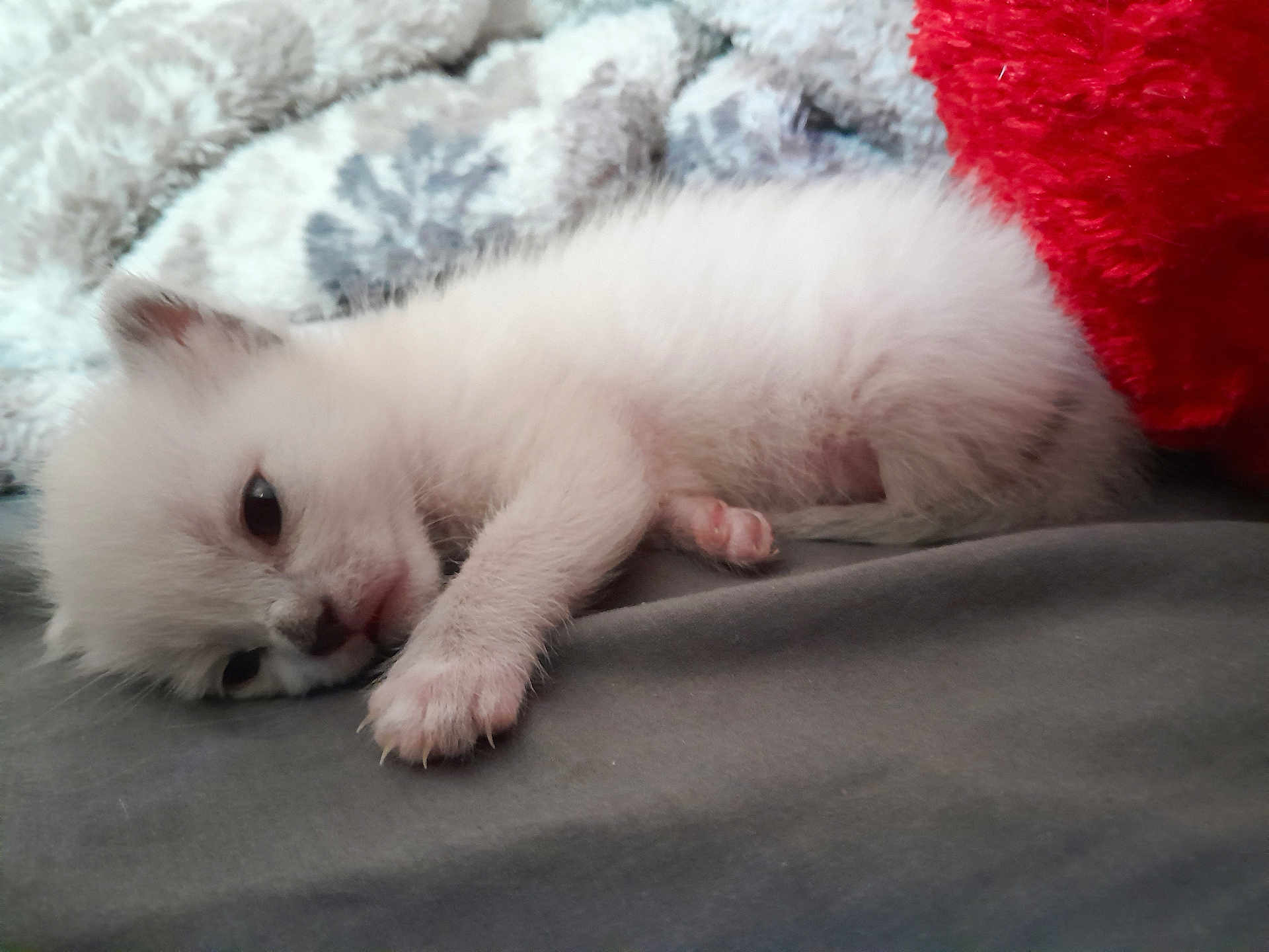 Divya Cleopatra is registered to the contest to win money with this photo: adorable, animal, blanket, closeup, cozy, cute, domestic_animal, feline, fur, indoor, kitten, lying_down, paw, pet, resting, sleeping, small, soft, white_cat, young