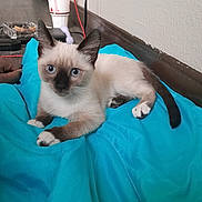 Divya Cleopatra is registered to the contest to win money with this photo: animal, blanket, blue_eyes, cat, curious, cute, domestic, floor, fur, indoor, kitten, paws, pet, resting, siamese, tail, turquoise, wall, whiskers, young
