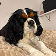 Pietra participe au concours pour gagner de l'argent avec cette photo : dog, cavalier_king_charles_spaniel, pet, animal, indoor, bed, blanket, fur, black, white, brown, cute, lying_down, close_up, portrait, face, ears, nose, whiskers, relaxed