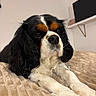 dog, cavalier_king_charles_spaniel, pet, animal, indoor, bed, blanket, fur, black, white, brown, cute, lying_down, close_up, portrait, face, ears, nose, whiskers, relaxed