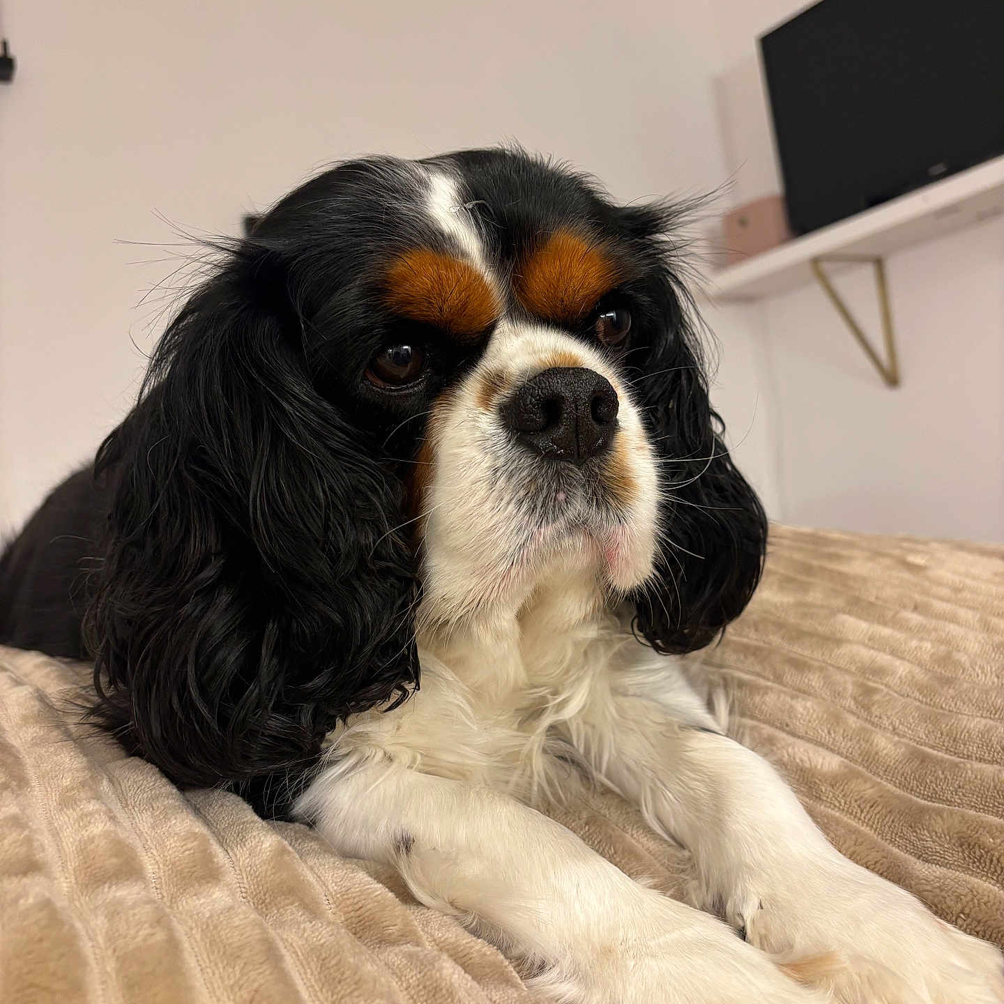 Pietra participe au concours pour gagner de l'argent avec cette photo : dog, cavalier_king_charles_spaniel, pet, animal, indoor, bed, blanket, fur, black, white, brown, cute, lying_down, close_up, portrait, face, ears, nose, whiskers, relaxed