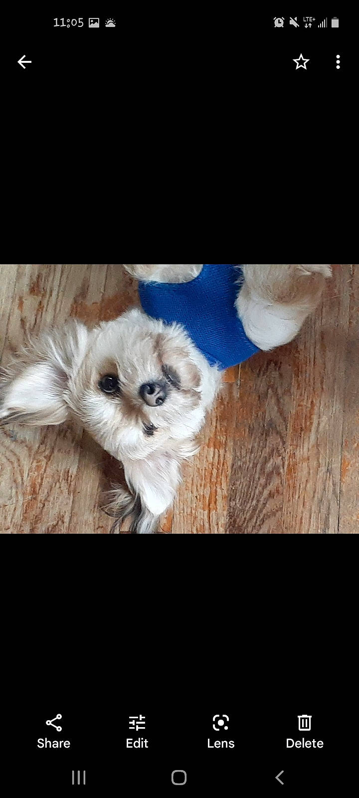 Chipo joined the competition — help win amazing prizes! art, carnivore, cloud, companion_dog, dog, dog_breed, fawn, felidae, font, paw, plant, shih_tzu, sky, small_to_medium_sized_cats, snout, tail, toy, toy_dog, whiskers, wood