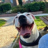 Tina participe au concours pour gagner de l'argent avec cette photo : dog, white_dog, pet, animal, canine, happy, smiling, open_mouth, tongue, black_nose, outdoor, garden, house, brick_building, bench, sunlight, close_up, portrait, harness, playful