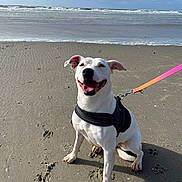Tina a rejoint le concours — aidez-le/la à gagner de superbes lots ! dog, white_dog, beach, seashore, ocean, waves, sand, shoreline, outdoor, sunlight, clouds, blue_sky, harness, leash, sitting, smiling, happy, pet, animal, coastal_landscape