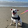dog, white_dog, beach, seashore, ocean, waves, sand, shoreline, outdoor, sunlight, clouds, blue_sky, harness, leash, sitting, smiling, happy, pet, animal, coastal_landscape