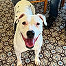 Tina participe au concours pour gagner de l'argent avec cette photo : dog, white_dog, happy, smiling, tongue_out, open_mouth, sitting, portrait, pet, canine, short_hair, black_spots, indoor, tiled_floor, patterned_floor, chair, person_legs, shoes, close_up, photography