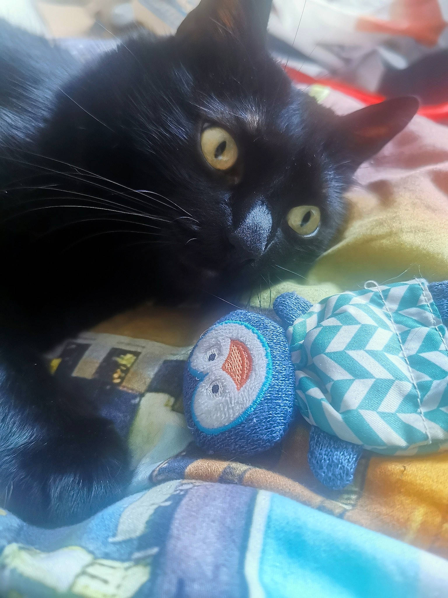 Guyzmo a rejoint le concours — aidez-le/la à gagner de superbes lots ! bag, black_cat, carnivore, cat, claw, comfort, domestic_short_haired_cat, electric_blue, felidae, fur, grey, linens, nap, pattern, paw, sitting, small_to_medium_sized_cats, snout, tail, whiskers