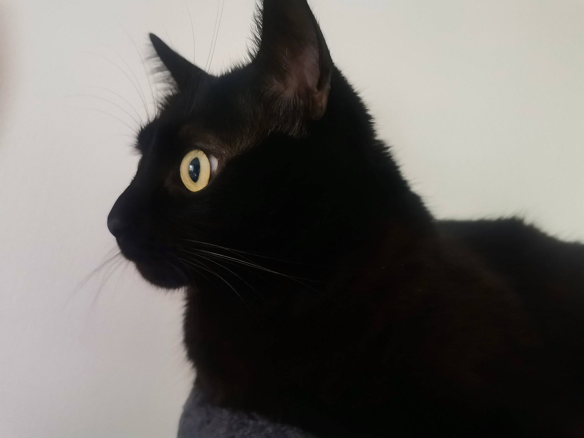 Guyzmo a rejoint le concours — aidez-le/la à gagner de superbes lots ! black_cat, bombay, carnivore, cat, domestic_short_haired_cat, felidae, fur, small_to_medium_sized_cats, snout, tail, terrestrial_animal, tree, whiskers