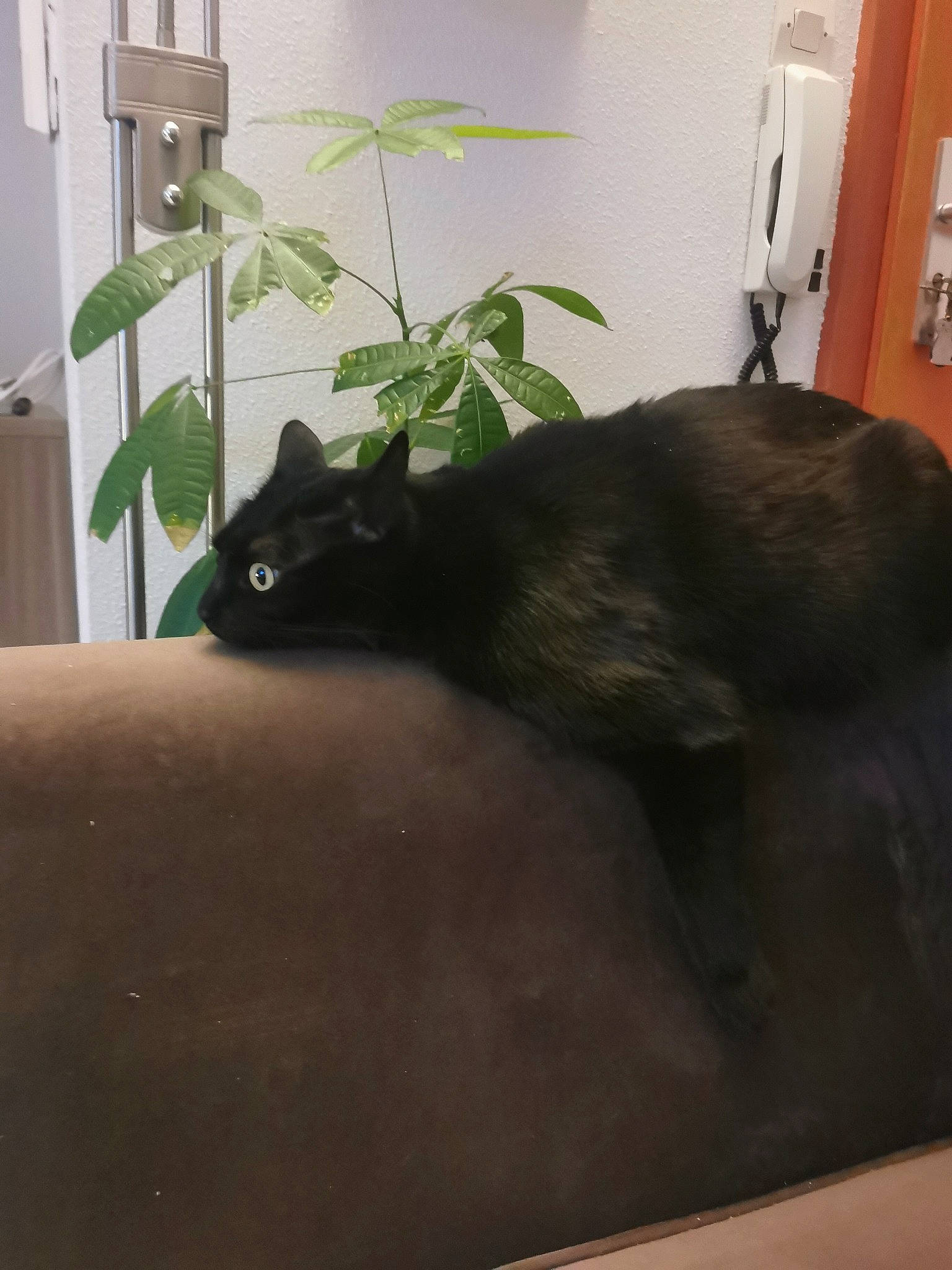 Guyzmo participe au concours pour gagner de l'argent avec cette photo : black_cat, bombay, carnivore, cat, comfort, domestic_short_haired_cat, felidae, flooring, fur, grass, hardwood, mammal, plant, room, small_to_medium_sized_cats, tail, terrestrial_animal, vertebrate, whiskers, window