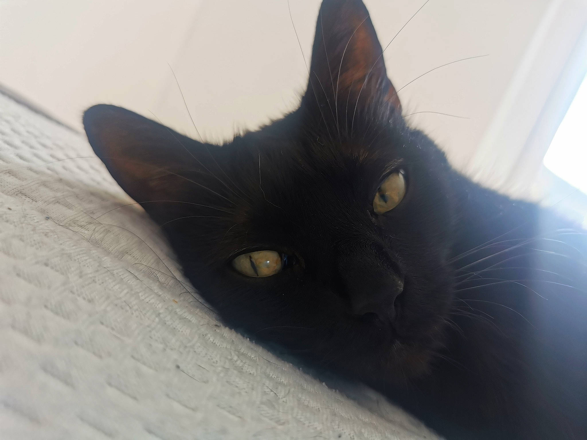 Guyzmo a rejoint le concours — aidez-le/la à gagner de superbes lots ! black_cat, bombay, carnivore, cat, domestic_short_haired_cat, eye, felidae, fur, small_to_medium_sized_cats, snout, tail, tree, whiskers, window