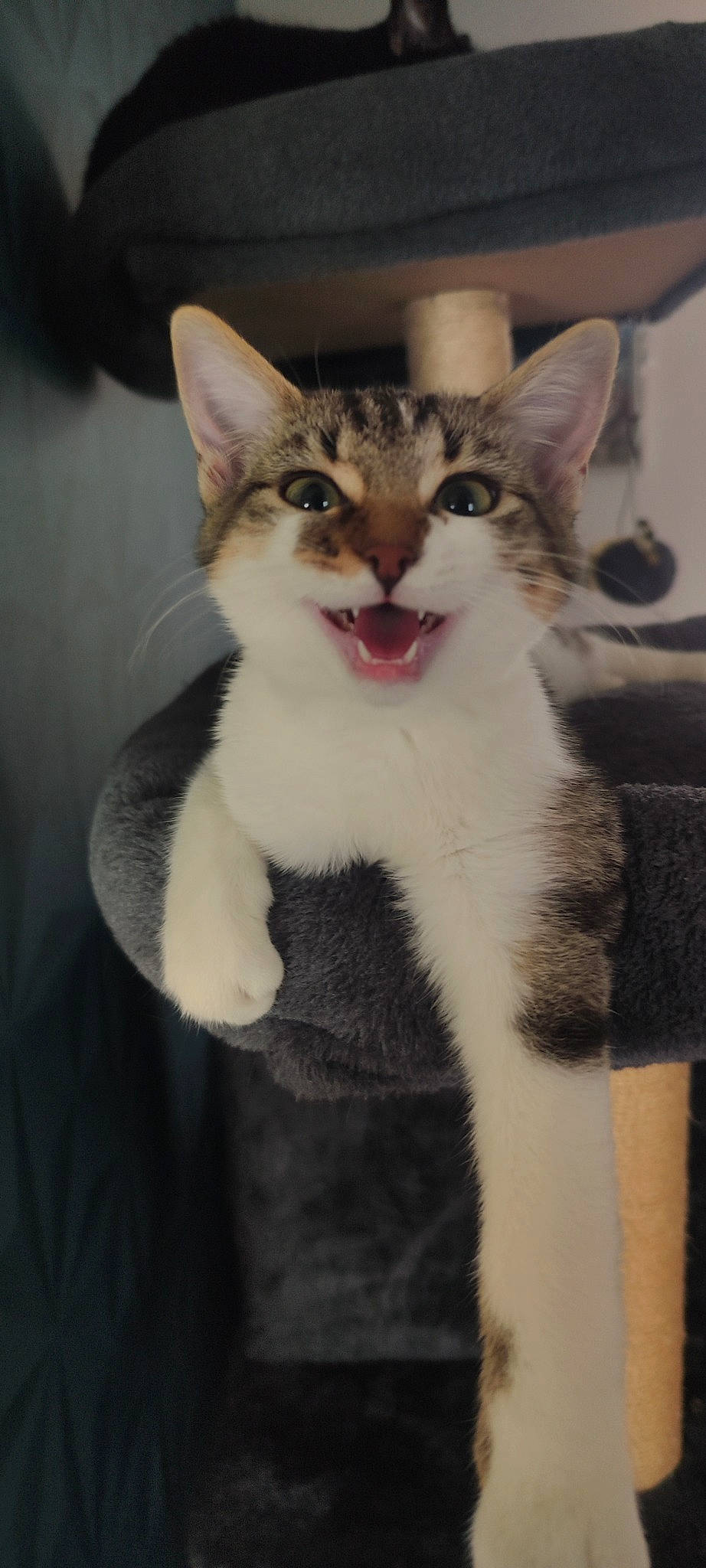 Nala a rejoint le concours — aidez-le/la à gagner de superbes lots ! carnivore, cat, claw, domestic_short_haired_cat, door, fang, felidae, fur, moustache, paw, small_to_medium_sized_cats, snout, tail, terrestrial_animal, whiskers, window