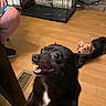 dog, black_dog, small_dog, indoor, wooden_floor, dog_crate, pet, animal, canine, floor_vent, person_leg, footwear, furniture, happy, excited, brown_dog, lying_down, close_up, home, domestic