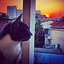 Grizouille participe au concours pour gagner de l'argent avec cette photo : cat, tuxedo_cat, sunset, cityscape, urban, building, sky, silhouette, outdoor, nature, animal, pet, profile, twilight, evening, colorful, soft_focus, window, railing, contemplative