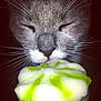 Grizouille a rejoint le concours — aidez-le/la à gagner de superbes lots ! cat, close_up, gray_cat, whiskers, food, dessert, green_topping, treat, pet, animal, feline, cute, snout, nose, closed_eyes, indoor, dark_background, macro, texture, soft_focus
